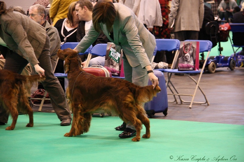 Crufts2011 489.jpg